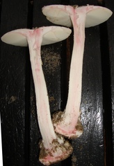 Amanita mutabilis