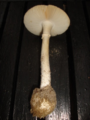 Amanita mutabilis