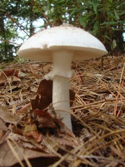 Amanita mutabilis