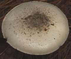 Amanita mutabilis