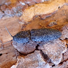 Lacon punctatus