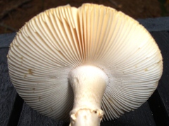 Amanita mutabilis