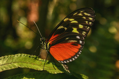 Heliconius hecale zuleika