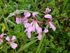 Pelargonium peltatum