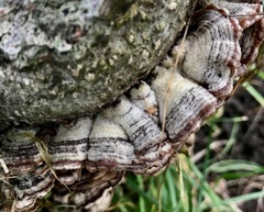 Auricularia mesenterica