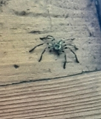 Polybetes pythagoricus