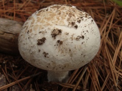 Amanita mutabilis