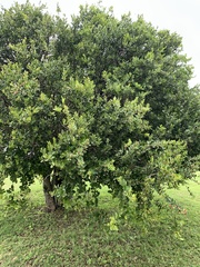 Mystroxylon aethiopicum