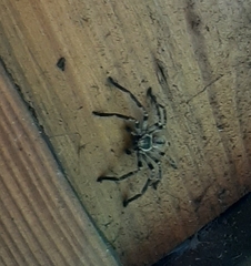 Polybetes pythagoricus