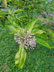 Ardisia opegrapha
