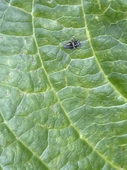 Coelophora inaequalis