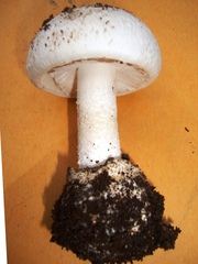 Amanita mutabilis