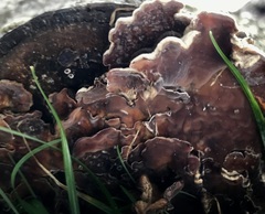 Auricularia mesenterica
