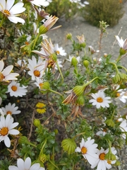 Dimorphotheca cuneata
