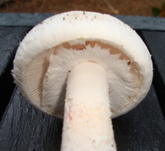 Amanita mutabilis