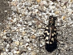 Cicindela carthagena