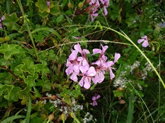 Pelargonium peltatum
