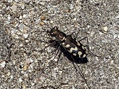 Cicindela carthagena