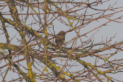 Emberiza
