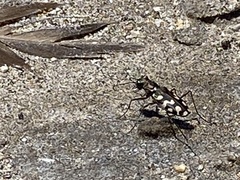Cicindela carthagena
