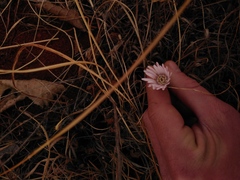 Gerbera viridifolia