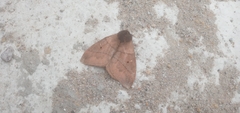 Lepidoptera