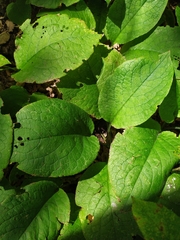 Symphytum grandiflorum