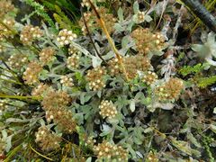 Helichrysum spiralepis