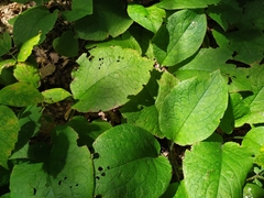 Symphytum grandiflorum