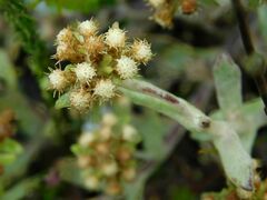 Helichrysum spiralepis
