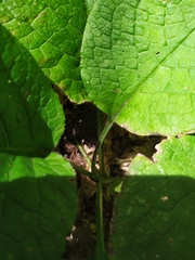 Symphytum grandiflorum