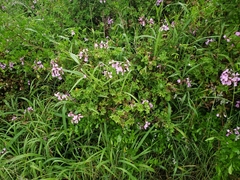 Pelargonium peltatum