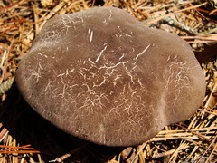 Tylopilus griseocarneus