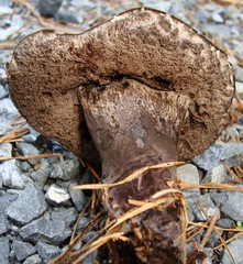 Tylopilus griseocarneus