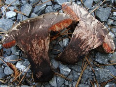 Tylopilus griseocarneus