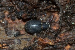 Strophosoma melanogrammum