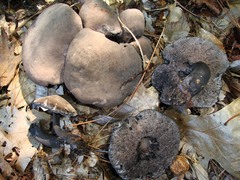 Tylopilus griseocarneus