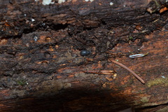 Strophosoma melanogrammum