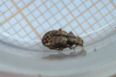Strophosoma melanogrammum