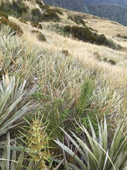 Aciphylla