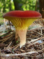 Phylloporus leucomycelinus
