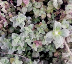 Thymus vulgaris