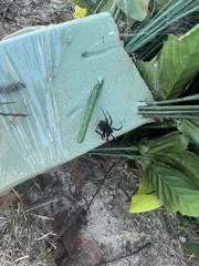 Latrodectus