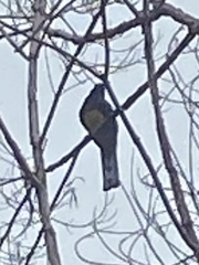 Trogon viridis