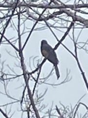 Trogon viridis