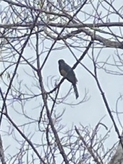 Trogon viridis