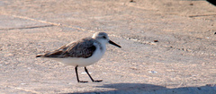 Calidris mauri