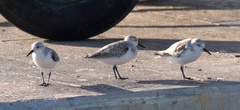 Calidris mauri
