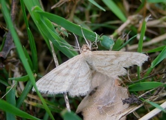 Idaea macilentaria