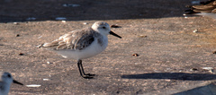 Calidris mauri